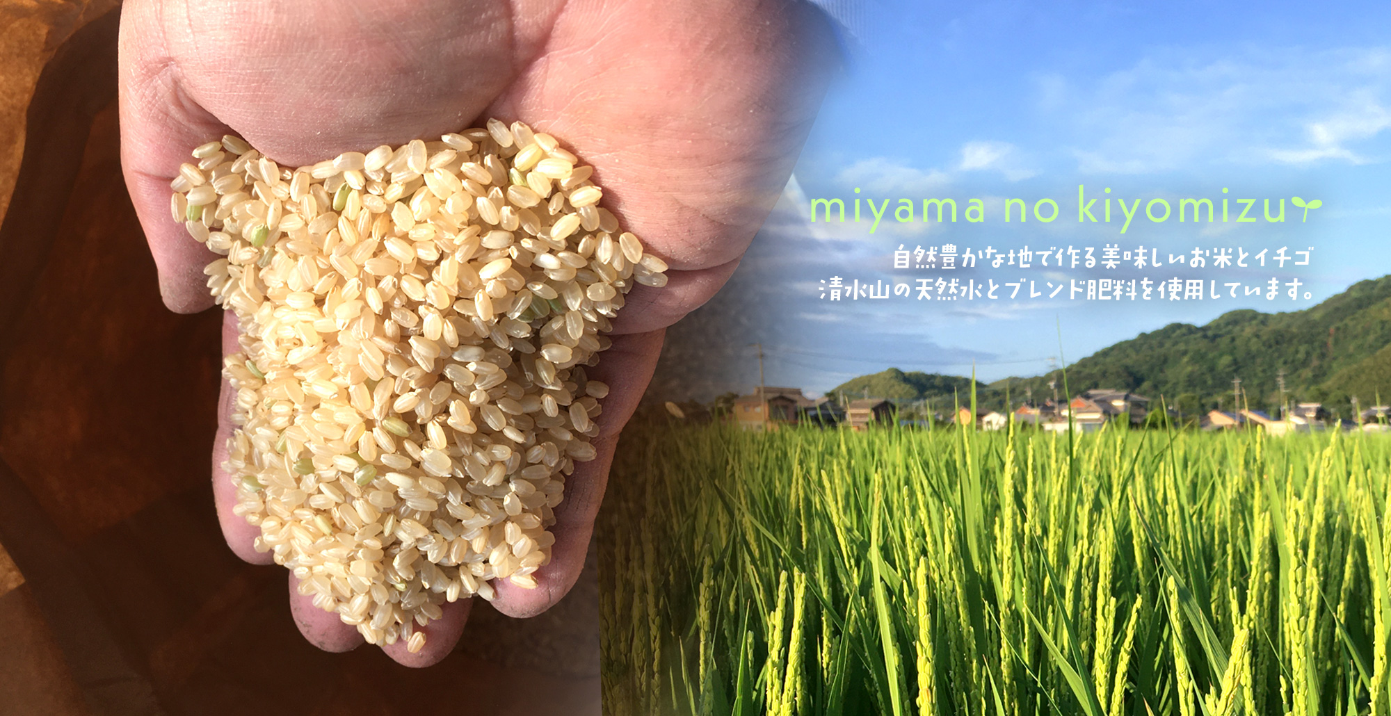 自然豊かな地で作る美味しいお米とイチゴ　清水山の天然水とブレンド肥料を使用しています。